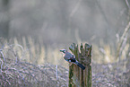 Jay