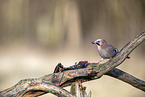 Jay