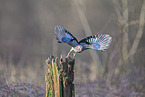 Jay