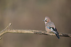Jay