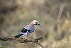 Jay
