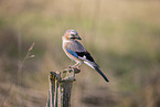 Jay