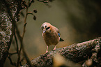 jaybird