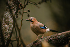 jaybird