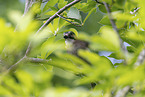 jaybird