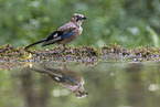 jaybird