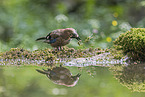 jaybird