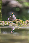 jaybird