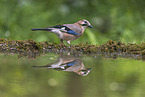 jaybird