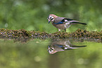 jaybird