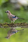 jaybird