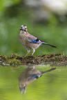 jaybird
