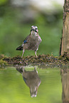 jaybird