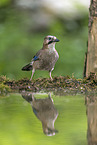 jaybird