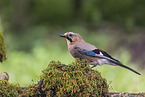 jaybird