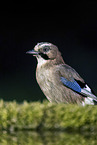 jaybird
