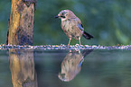 jaybird
