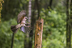 jaybird