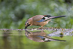 jaybird