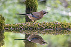 jaybird