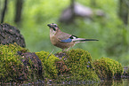 jaybird