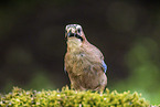 jaybird