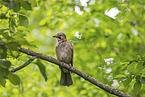 jaybird