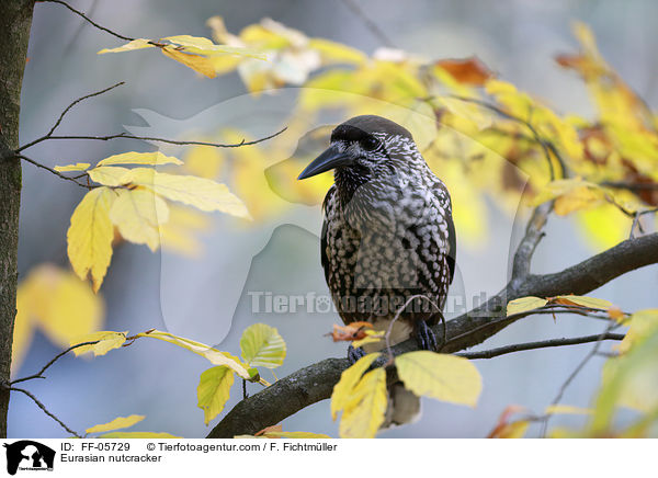Tannenhher / Eurasian nutcracker / FF-05729