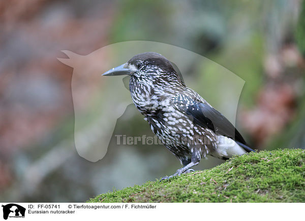 Eurasian nutcracker / FF-05741