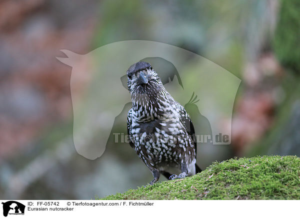 Tannenhher / Eurasian nutcracker / FF-05742
