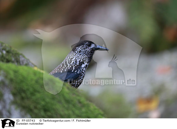 Eurasian nutcracker / FF-05743