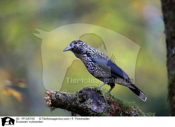 Eurasian nutcracker / FF-05745