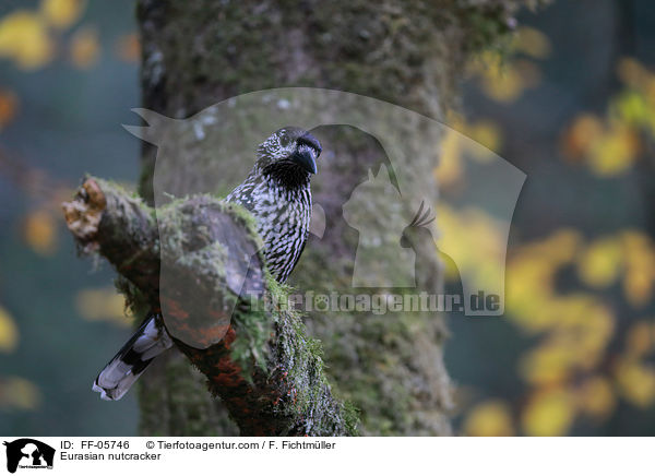 Eurasian nutcracker / FF-05746