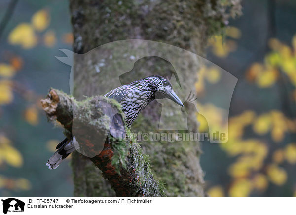 Eurasian nutcracker / FF-05747