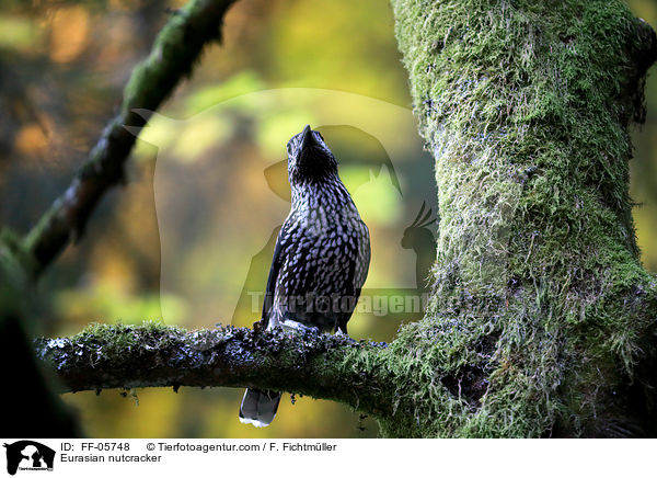 Eurasian nutcracker / FF-05748