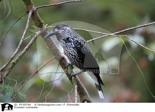 Eurasian nutcracker / FF-05749