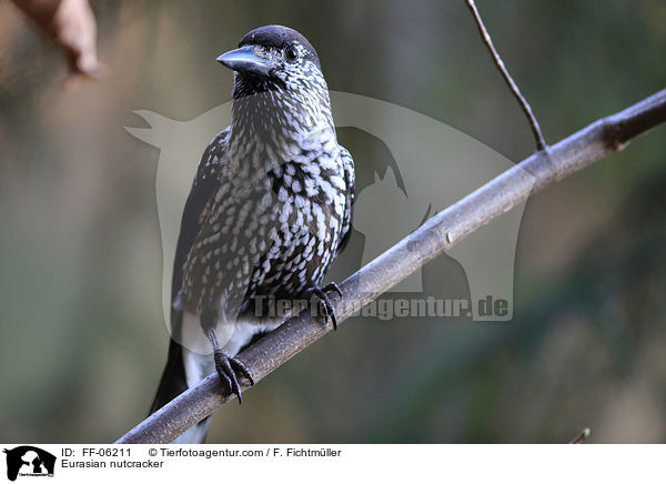 Eurasian nutcracker / FF-06211