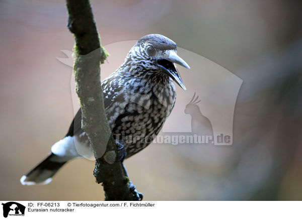 Eurasian nutcracker / FF-06213