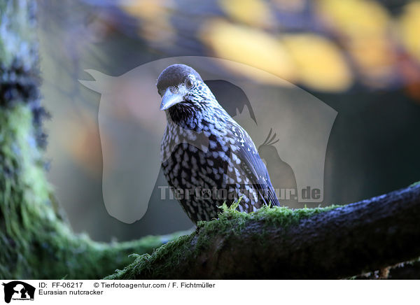 Eurasian nutcracker / FF-06217