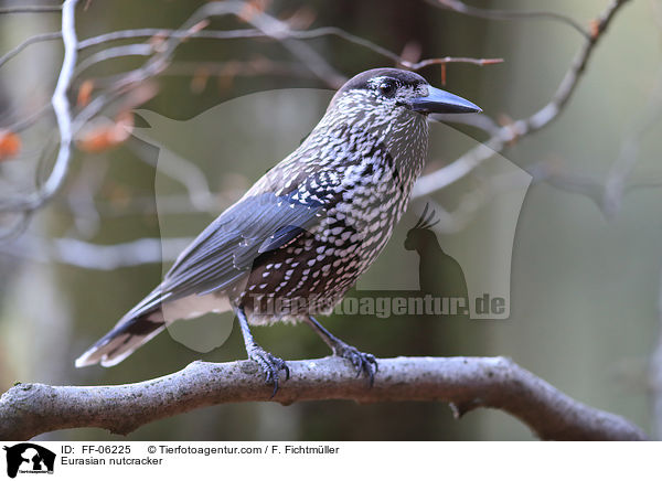 Eurasian nutcracker / FF-06225