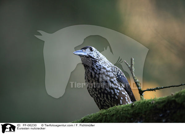 Eurasian nutcracker / FF-06230