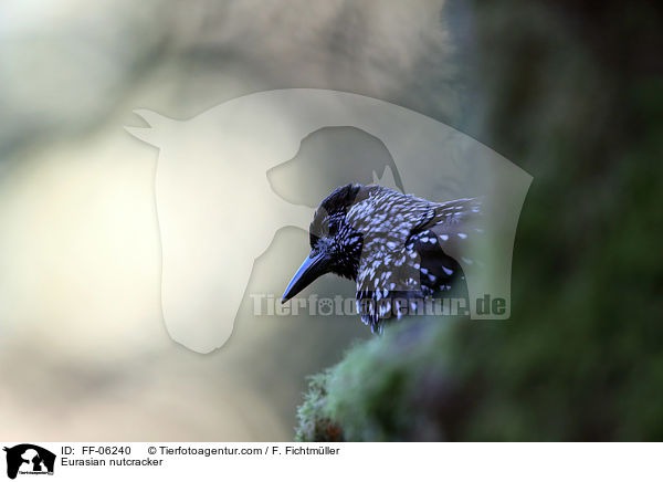 Tannenhher / Eurasian nutcracker / FF-06240