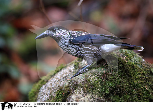 Eurasian nutcracker / FF-06248