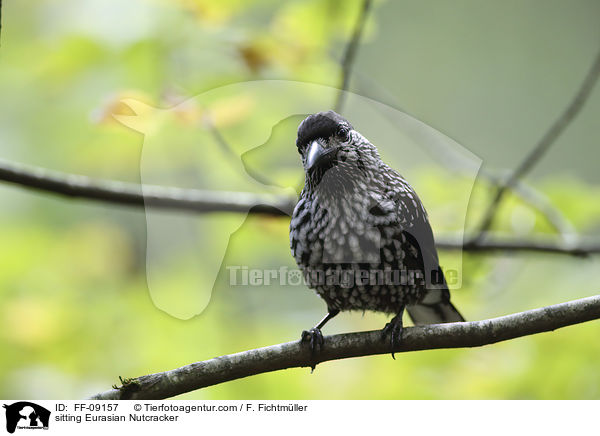 sitting Eurasian Nutcracker / FF-09157