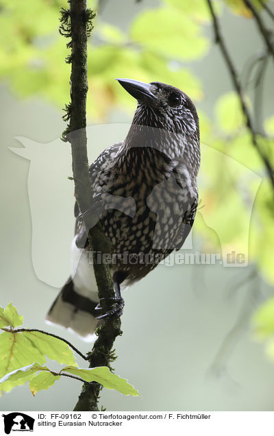 sitting Eurasian Nutcracker / FF-09162