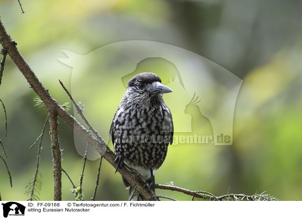 sitting Eurasian Nutcracker / FF-09168