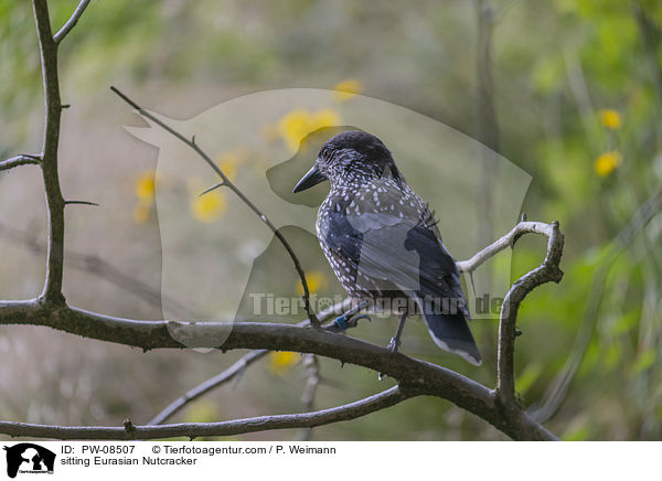 sitting Eurasian Nutcracker / PW-08507