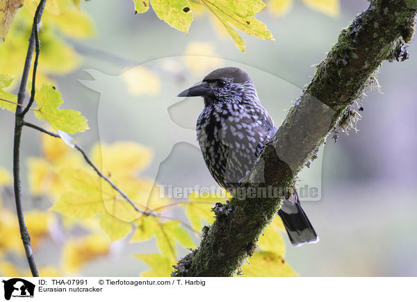 Eurasian nutcracker / THA-07991