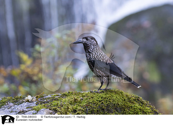 Tannenhher / Eurasian nutcracker / THA-08003