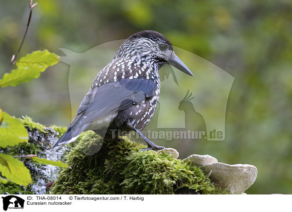 Tannenhher / Eurasian nutcracker / THA-08014